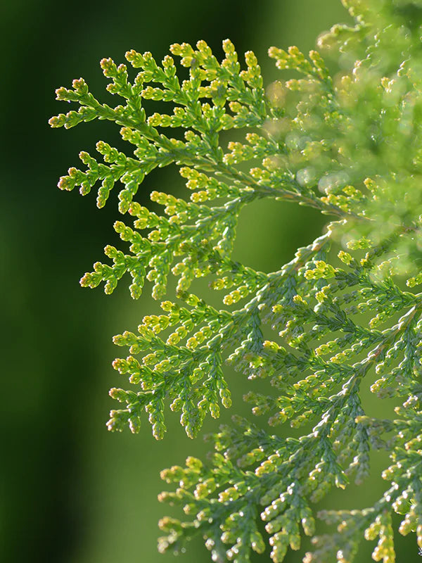 Hinoki 扁柏